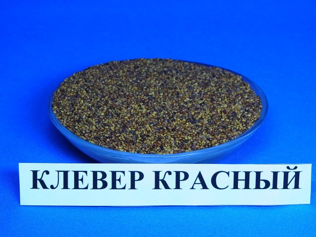 Магазин Семян Клевер