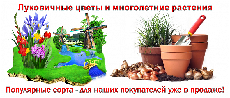 Луковичные цветы и многолетники - уже в продаже