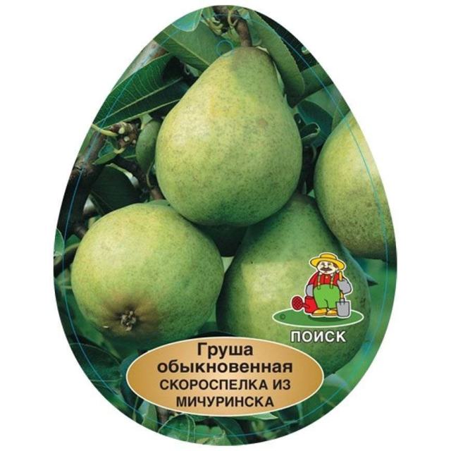 Груша мичуринская скороспелка описание сорта. Груша скороспелка из мичуринска (с7,5). Груша скороспелка из мичуринска описание сорта отзывы. Груша скороспелка из мичуринска дерево. Груша скороспелка из мичуринска описание сорта отзывы.