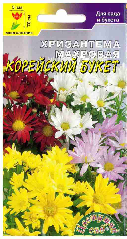 Хризантемы фанфары. Хризантема махровая корейский букет. Хризантема корейская смесь семена алтая. Хризантема гибридная 'clara curtis'. Семена хризантемы на озоне.