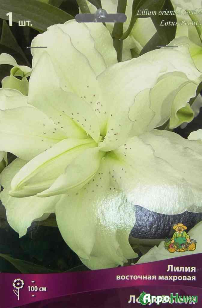Лилия лотус айс фото и описание сорта